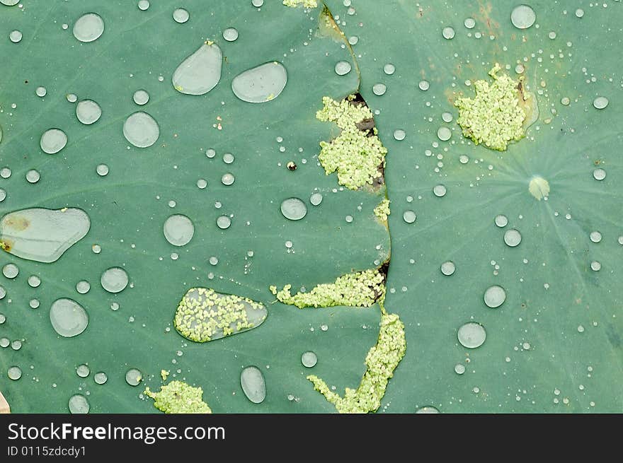 Beautiful water-drop on the lotus leaf.