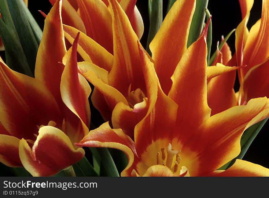 Flamming tulips at sunset in arrangement against black background