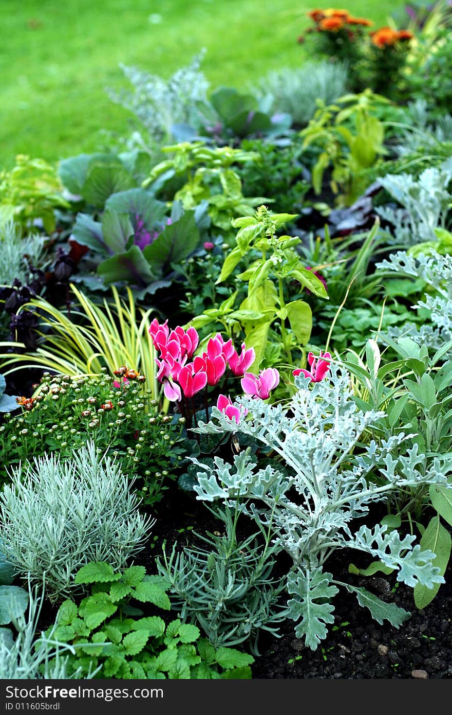 Autumn plants in fresh bed