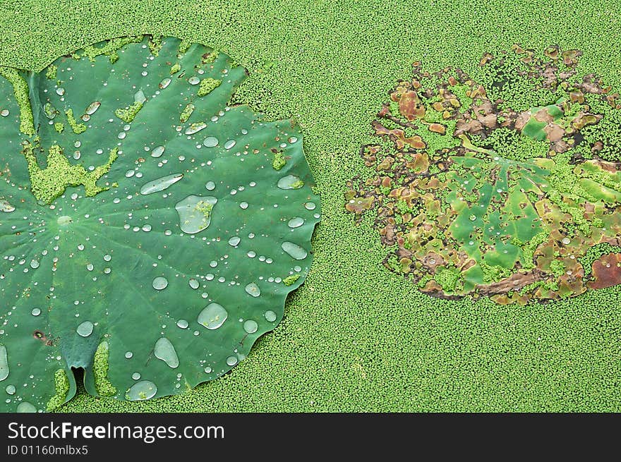 Beautiful water-drop on the lotus leaf.