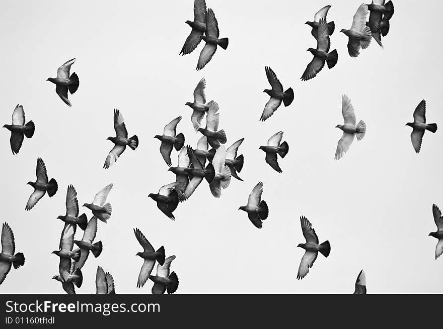 Flying pigeon over polish village. Flying pigeon over polish village.