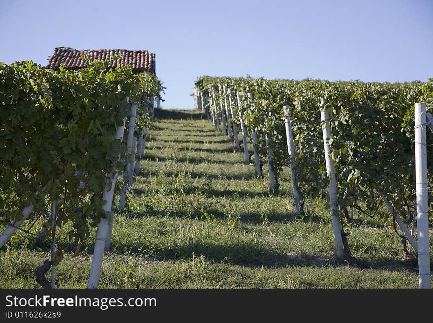 A italian hillside with view of vineyards. A italian hillside with view of vineyards