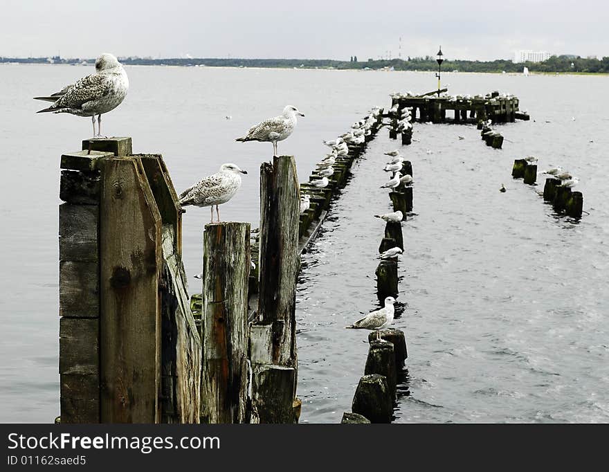 Photo og seagulls near the sea. Photo og seagulls near the sea