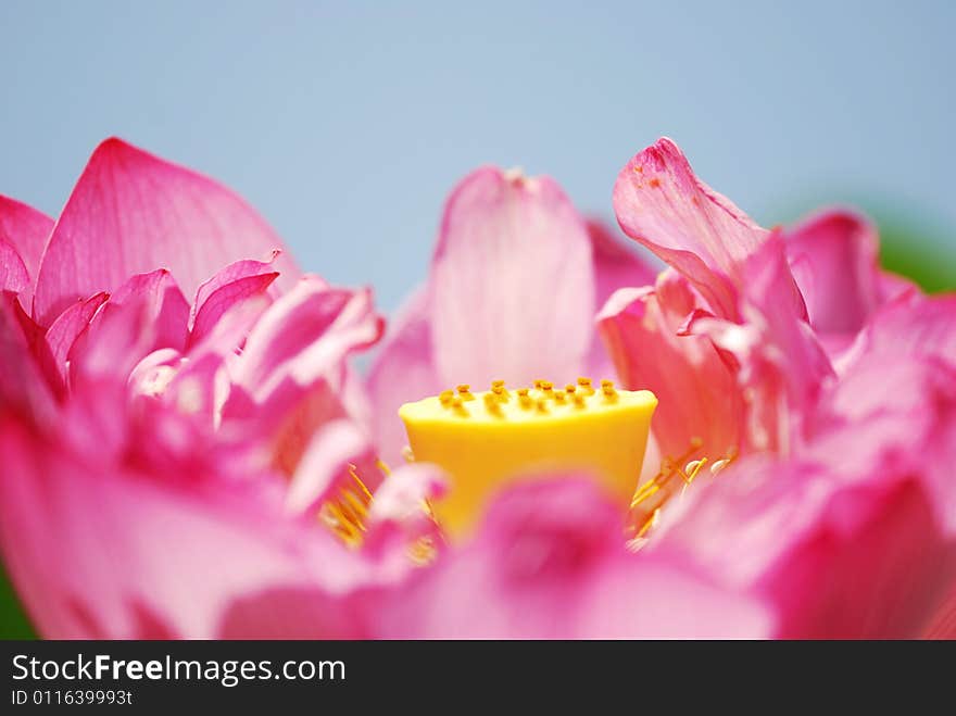 A pink lotus and yellow flower bud. A pink lotus and yellow flower bud