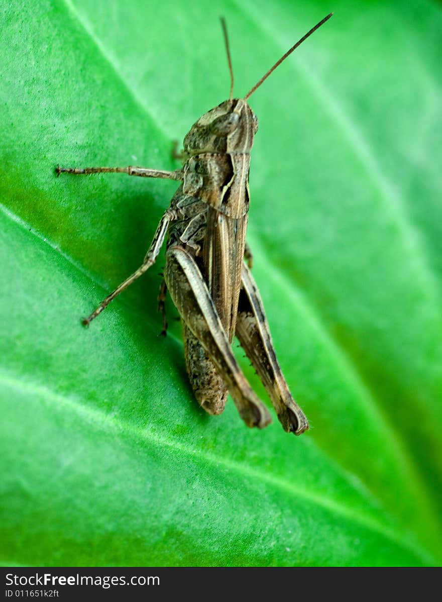 A shot of grasshopper on leaf