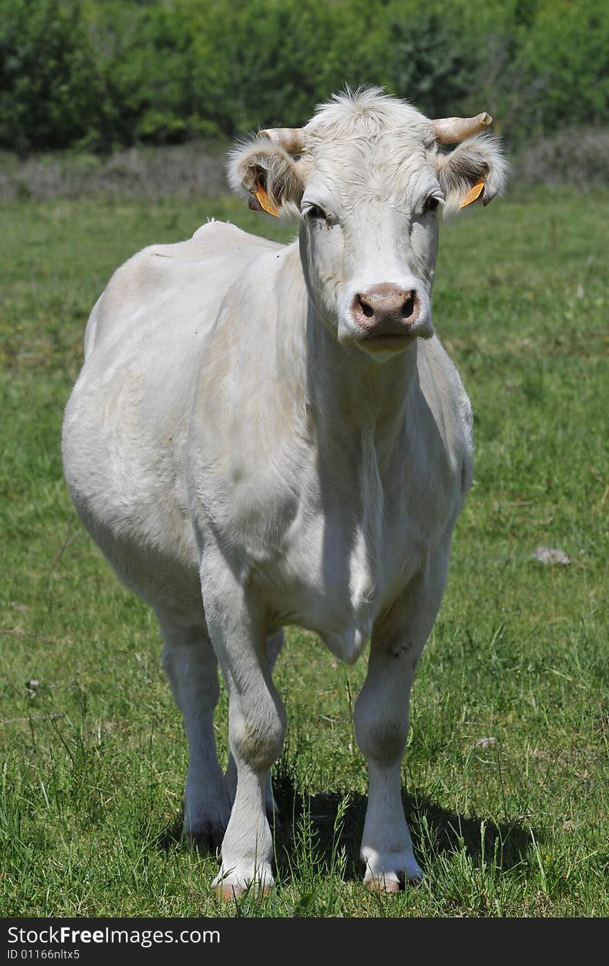 A young white cow in a field. A young white cow in a field