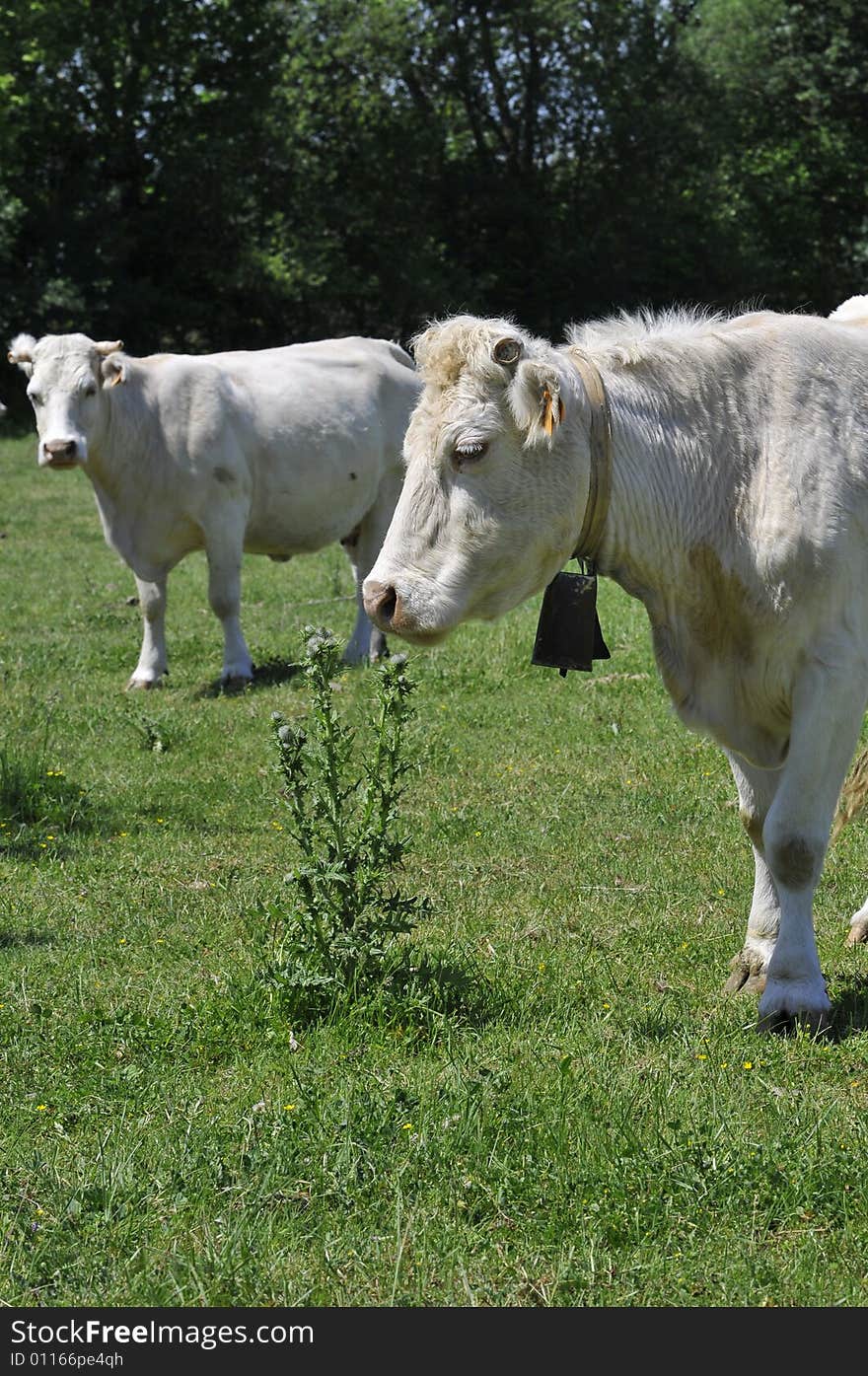 Two white cow in a field. Two white cow in a field