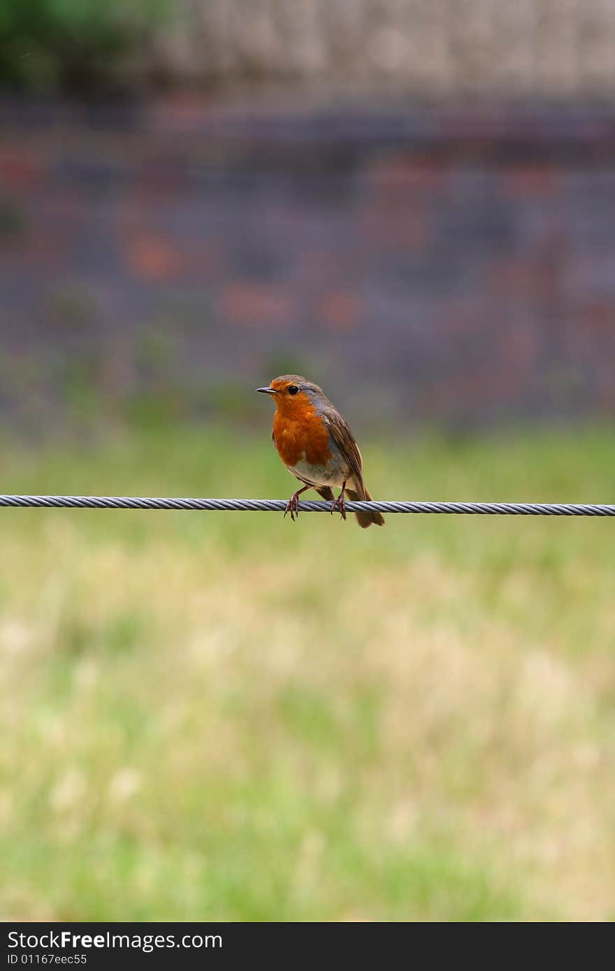 A robben bird on a steel cable. A robben bird on a steel cable