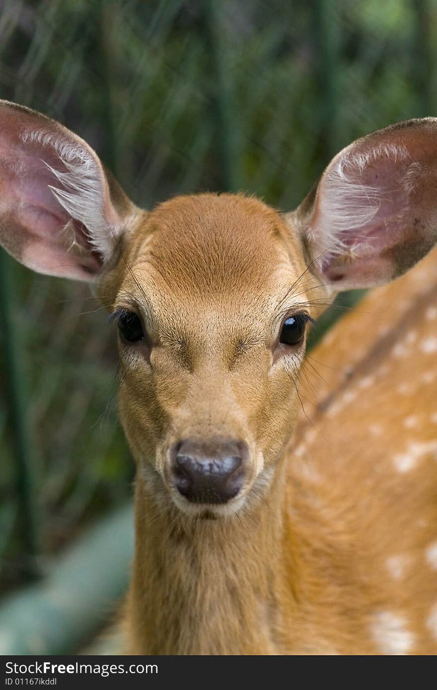 Baby spotted deer