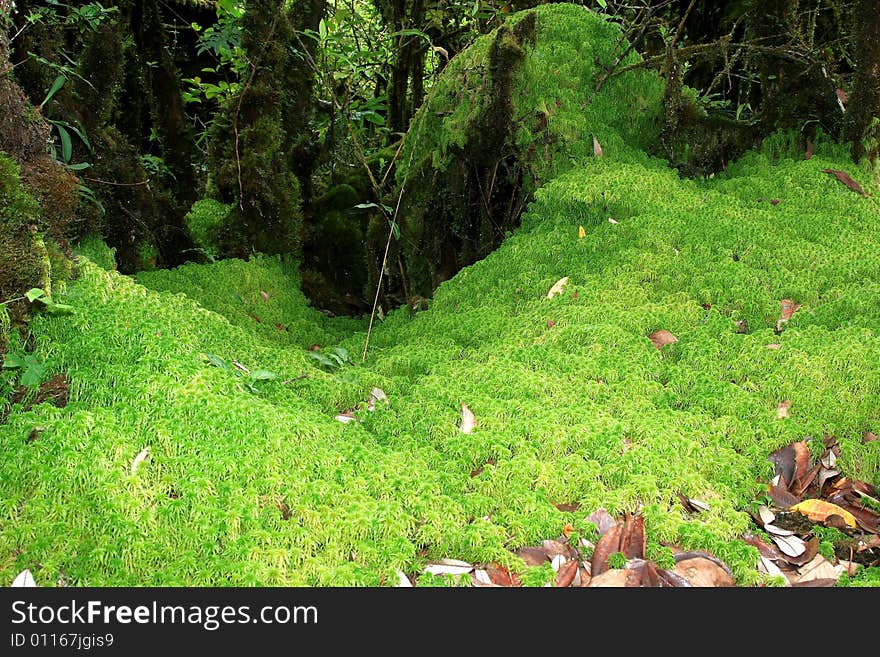 Sphagnum Moss fields growing on the ground