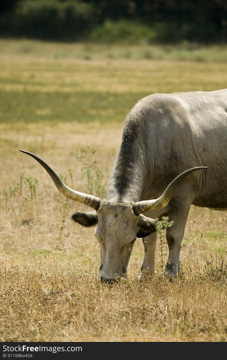 Image of a Maremma cow