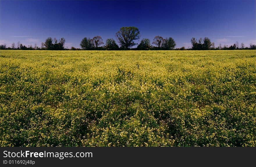 Field of Gold