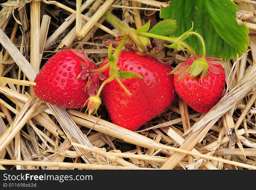 Three ripe Strawberries laying on a bed of straw. Three ripe Strawberries laying on a bed of straw