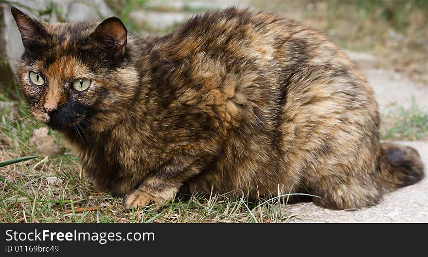 Photo of european calico cat sitting in the grass. Photo of european calico cat sitting in the grass