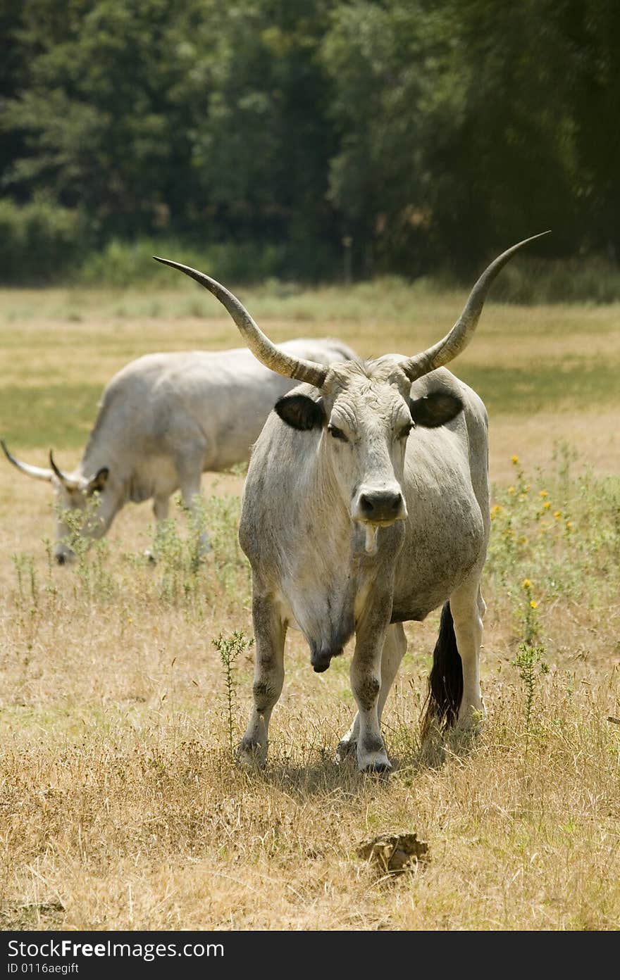 Maremma Cows