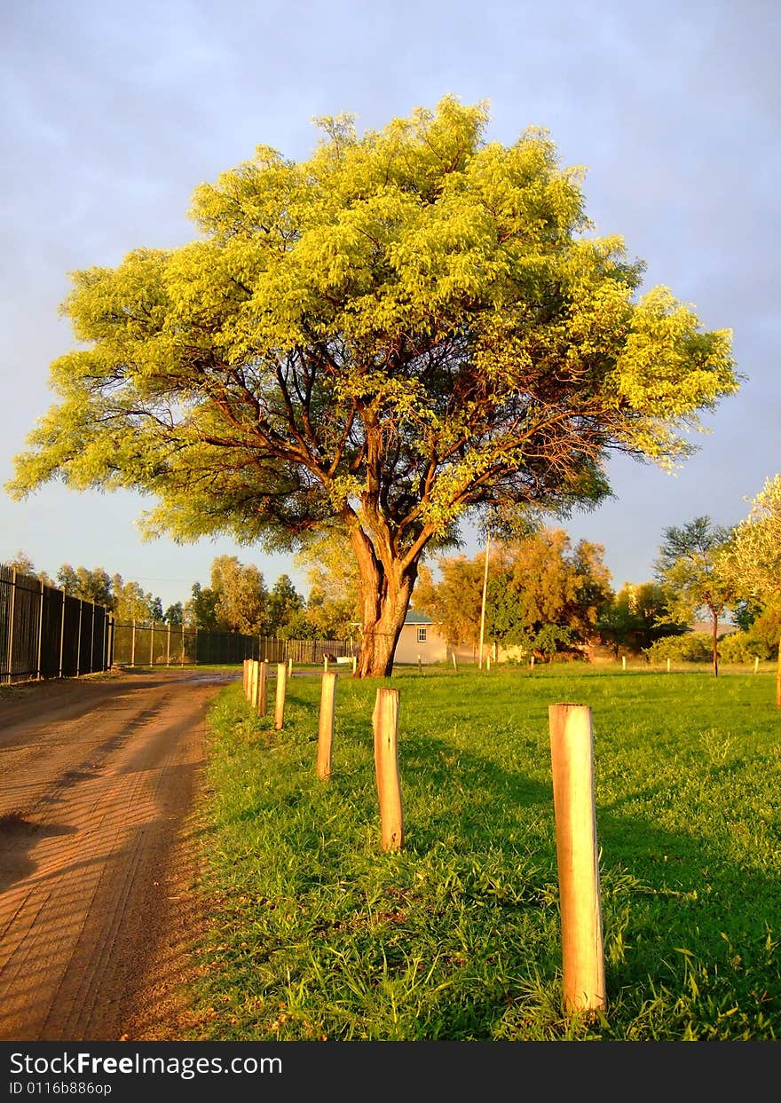 Tree And Road