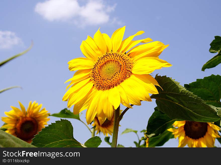 Sunflower against the background sky. Sunflower against the background sky