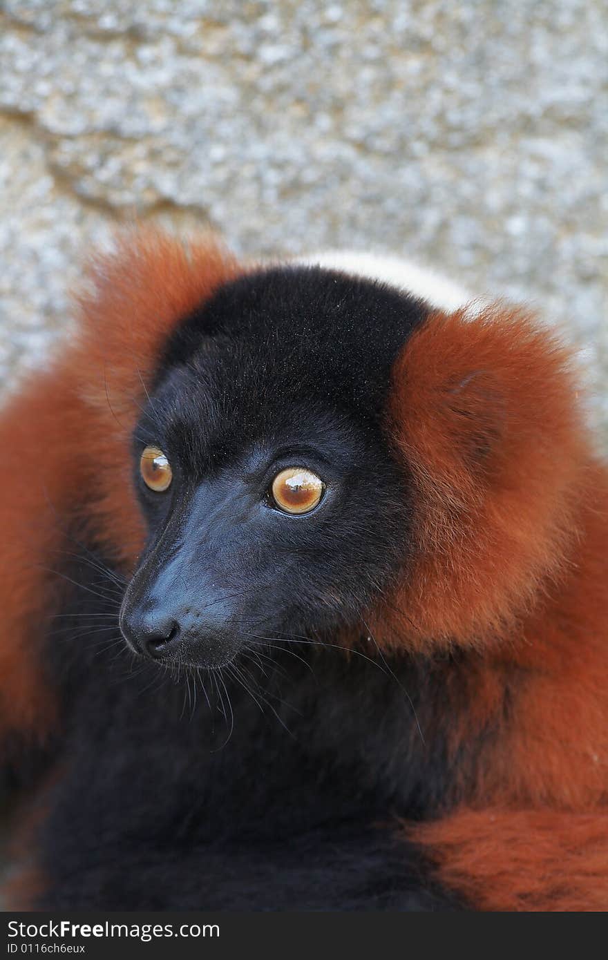 Red ruffed Lemur