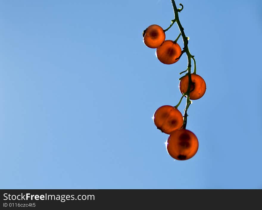 Red currant