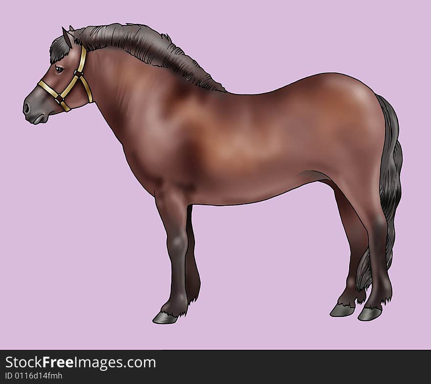 Pony breeds: Bardigiano