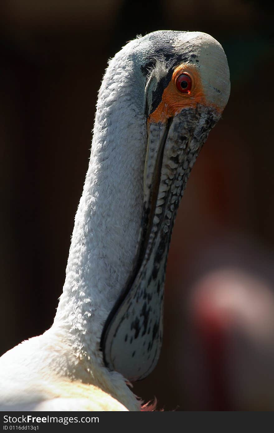 Roseate spoonbill