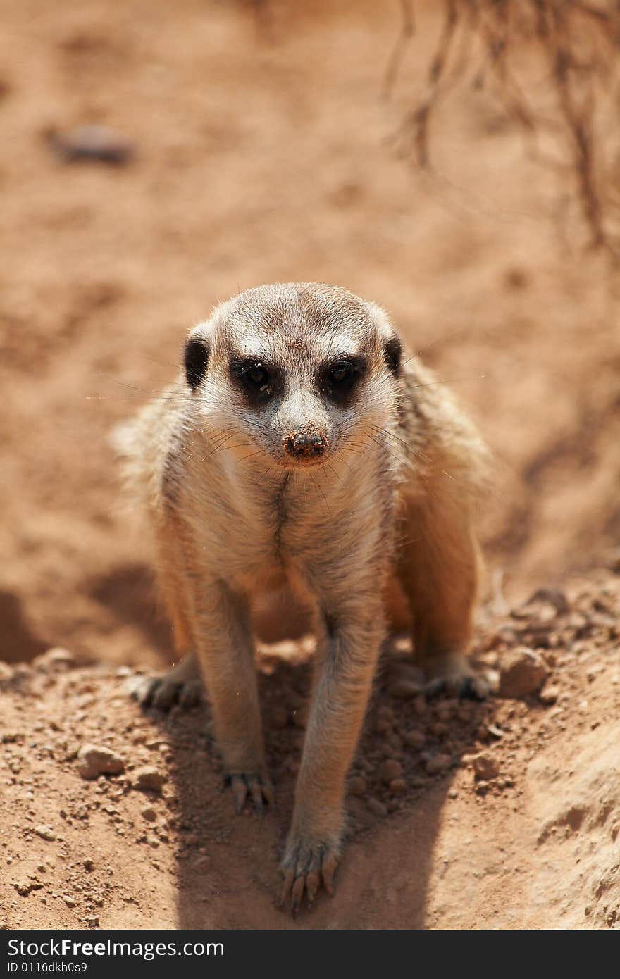 Suricate or meerkat looking me (Suricata suricatta)