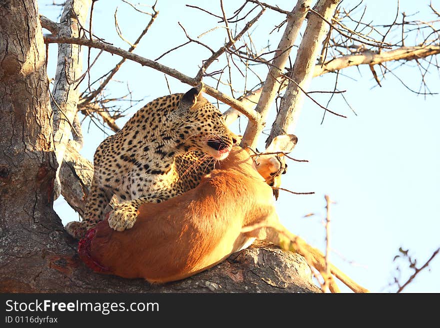 Leopard In A Tree With Kill