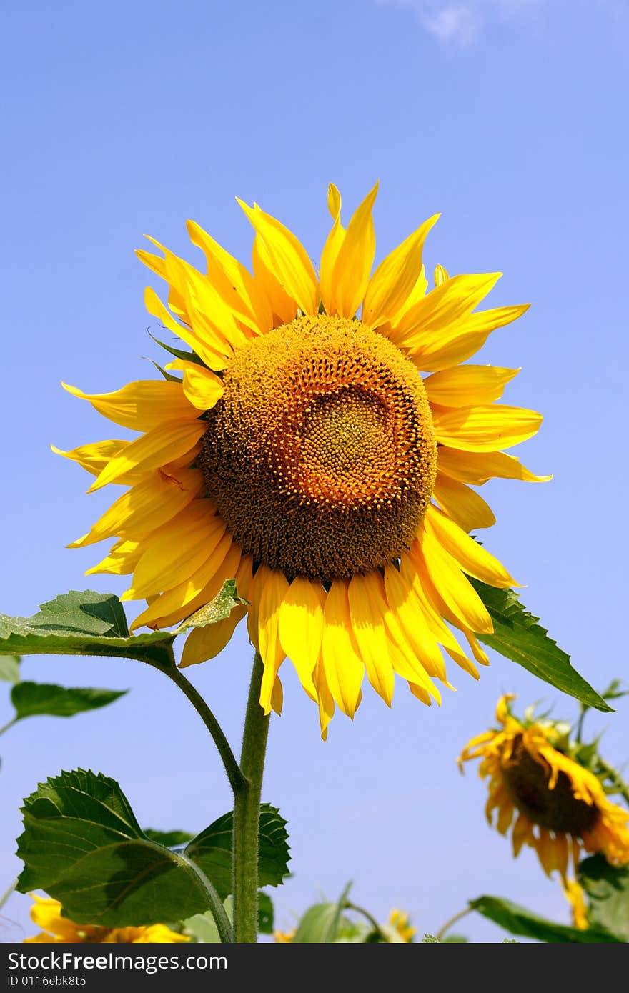 Sunflower against the background sky. Sunflower against the background sky