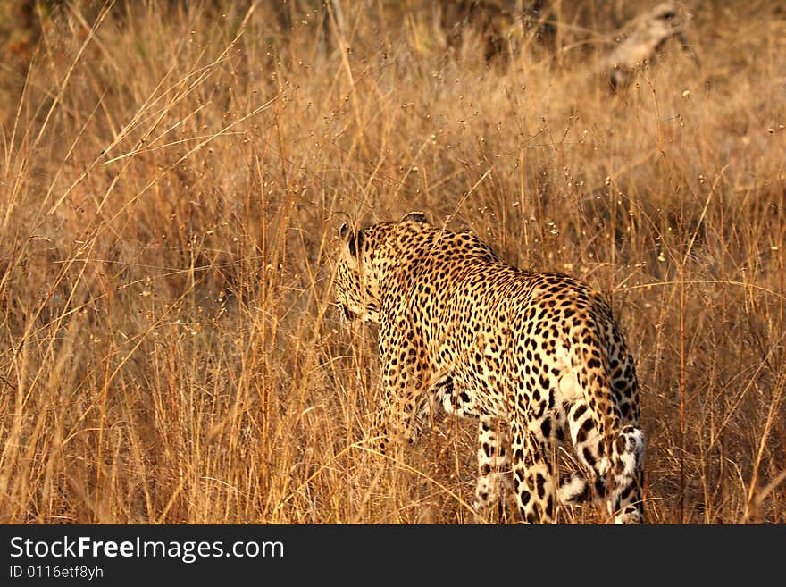 Leopard in the Sabi Sands