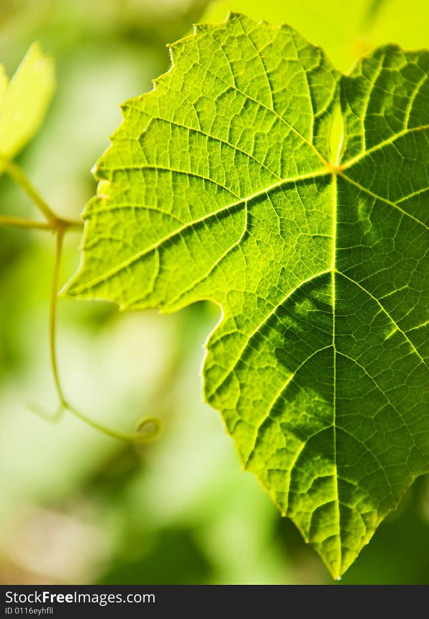 Wild grape leaf