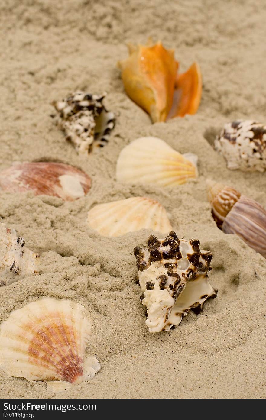 A lot of shells on sand background