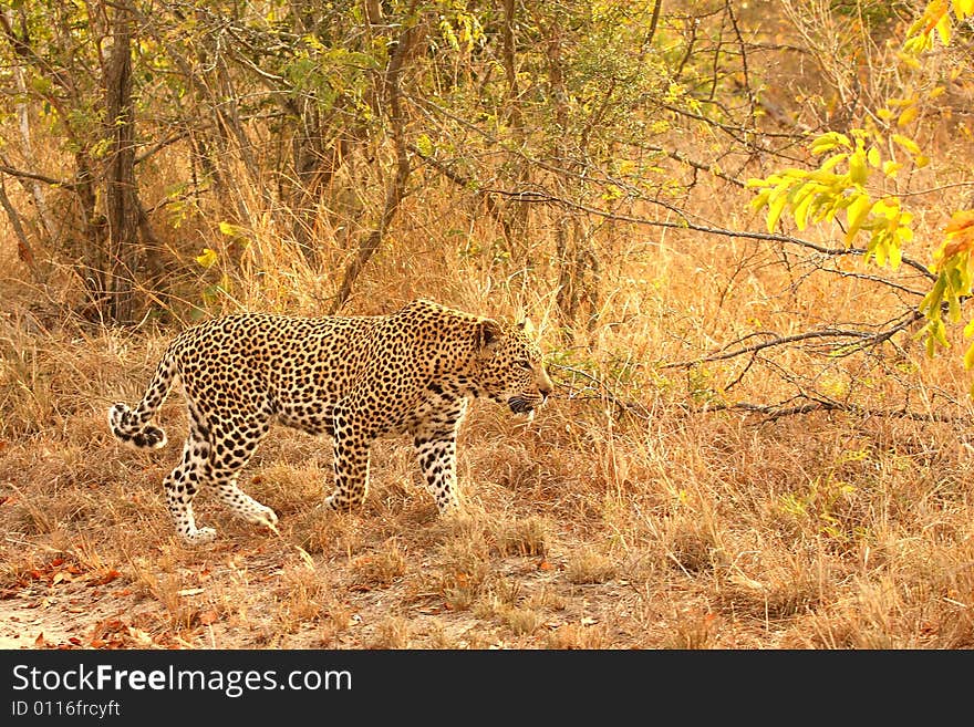 Leopard in the Sabi Sands Reserve