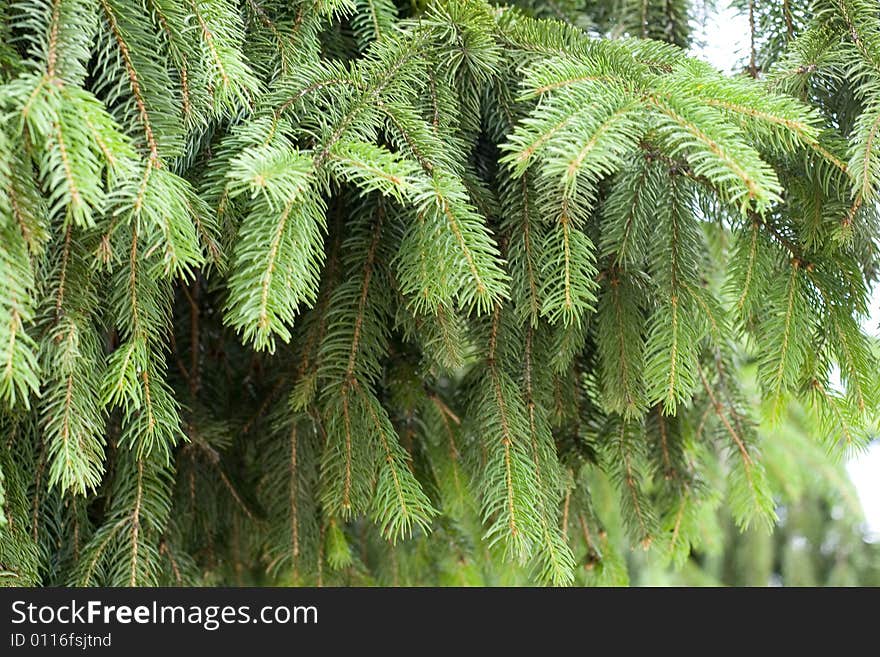 Fresh green pine brunches background