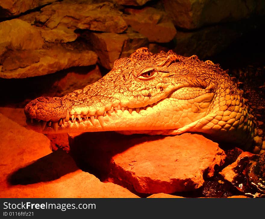 Photo of the crocodile in red light. An illustration for magazines about the nature.