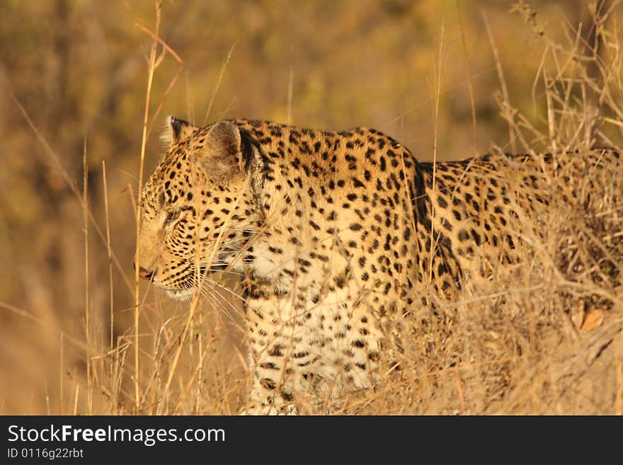 Leopard in the Sabi Sands Reserve