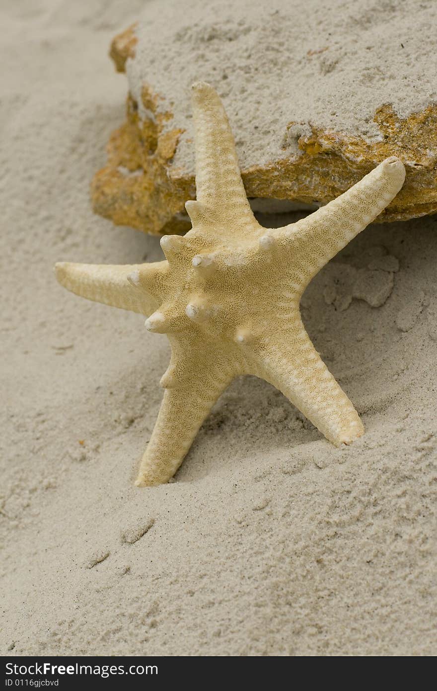 Starfish And Stone