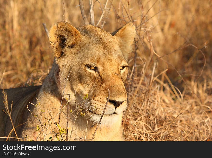 Lioness in Sabi Sands Reserve, South Africa