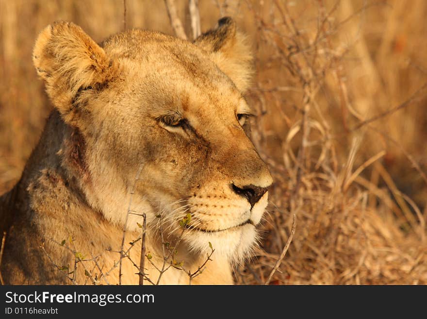 Lioness in Sabi Sands Reserve, South Africa