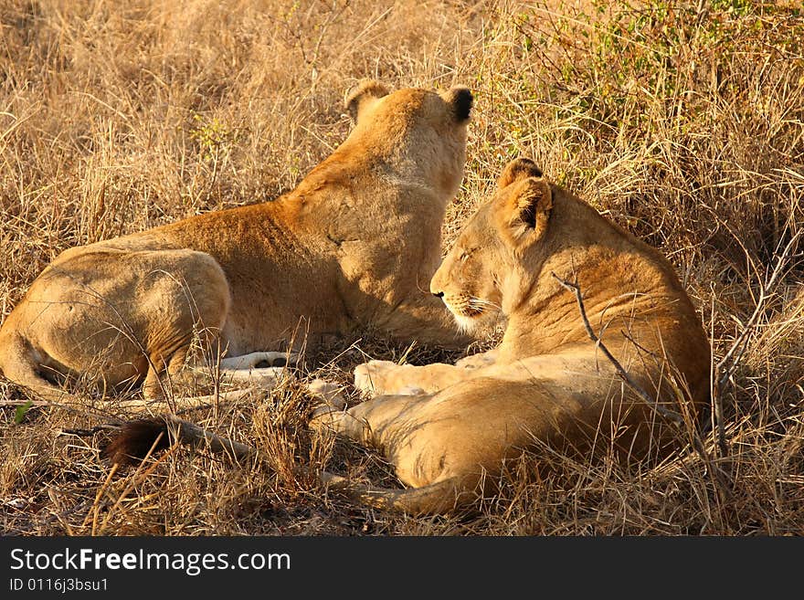 Lioness in Sabi Sands