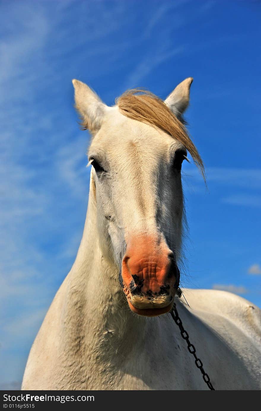 White Horse