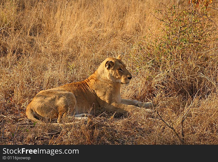 Lioness in Sabi Sands Reserve, South Africa