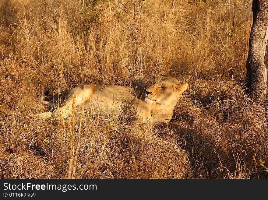 Lioness In Sabi Sands