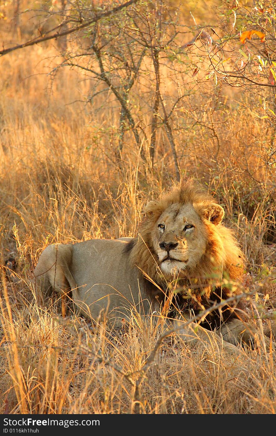 Lion in Sabi Sands