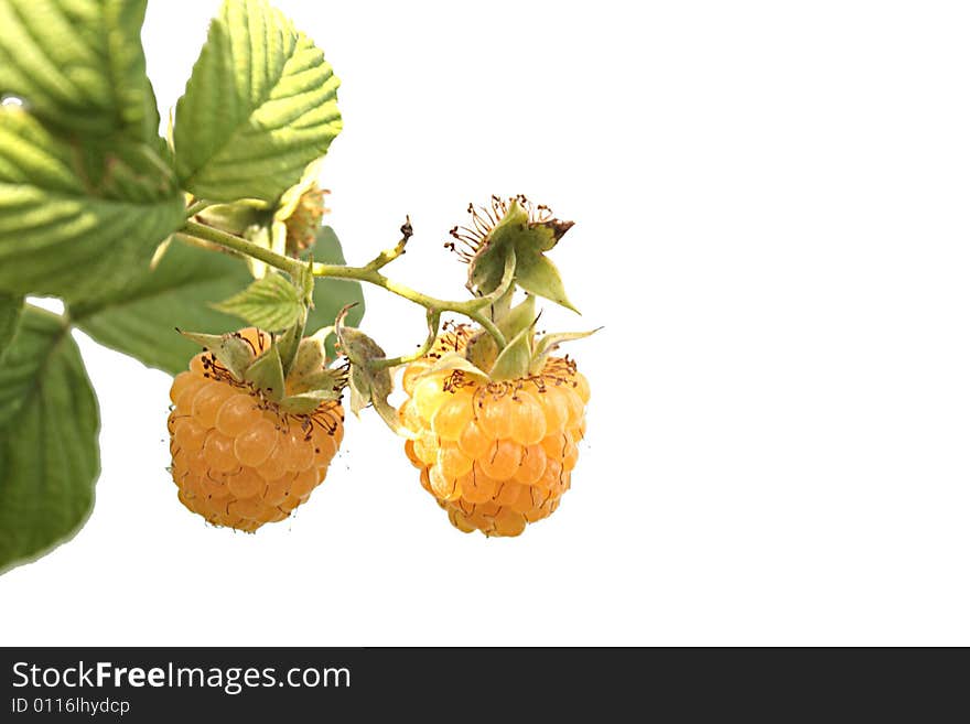 Yellow raspberry