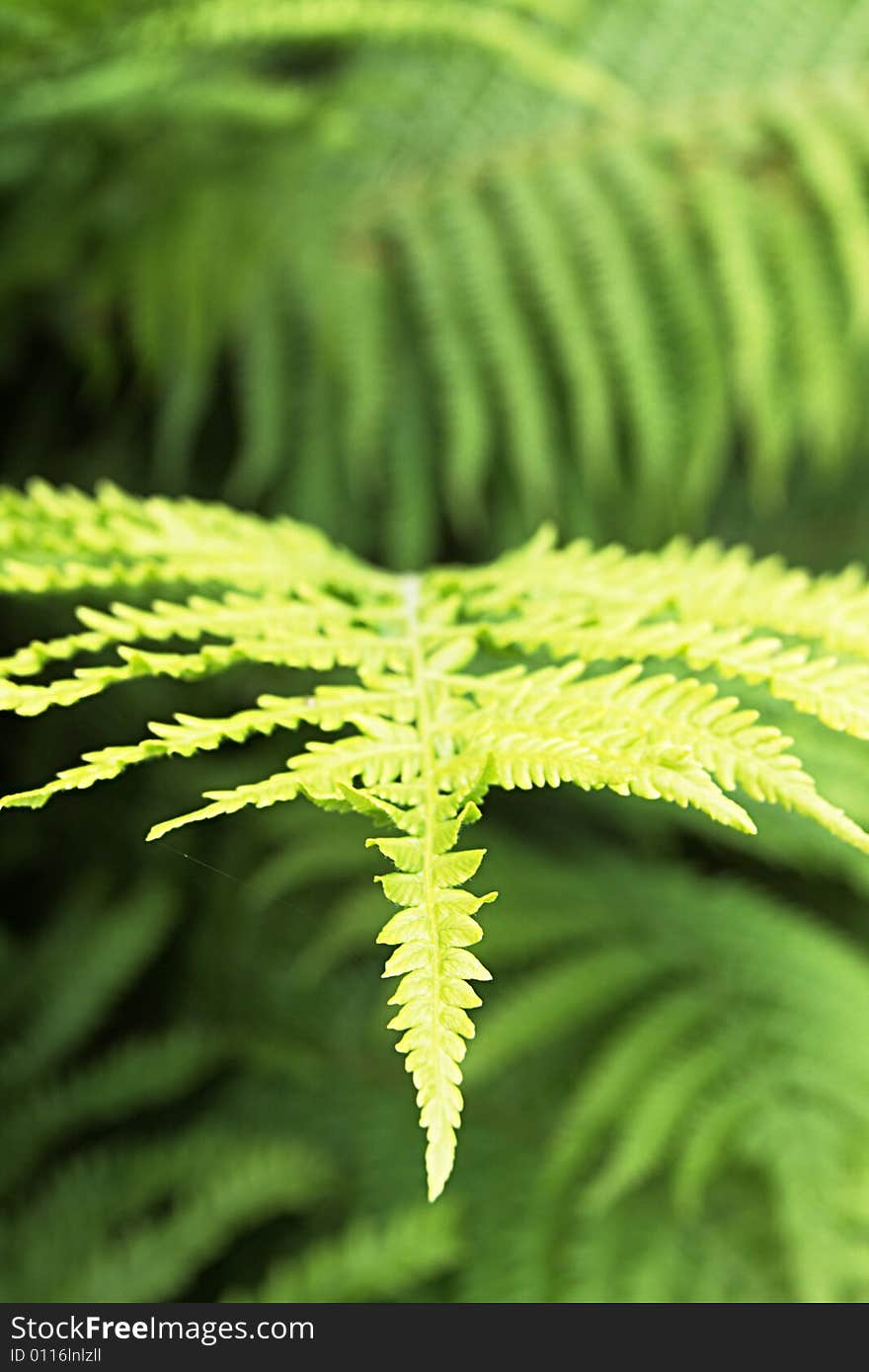 Fern,focus on a foreground