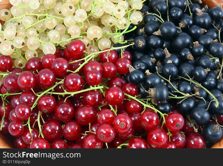 Ripe currants.