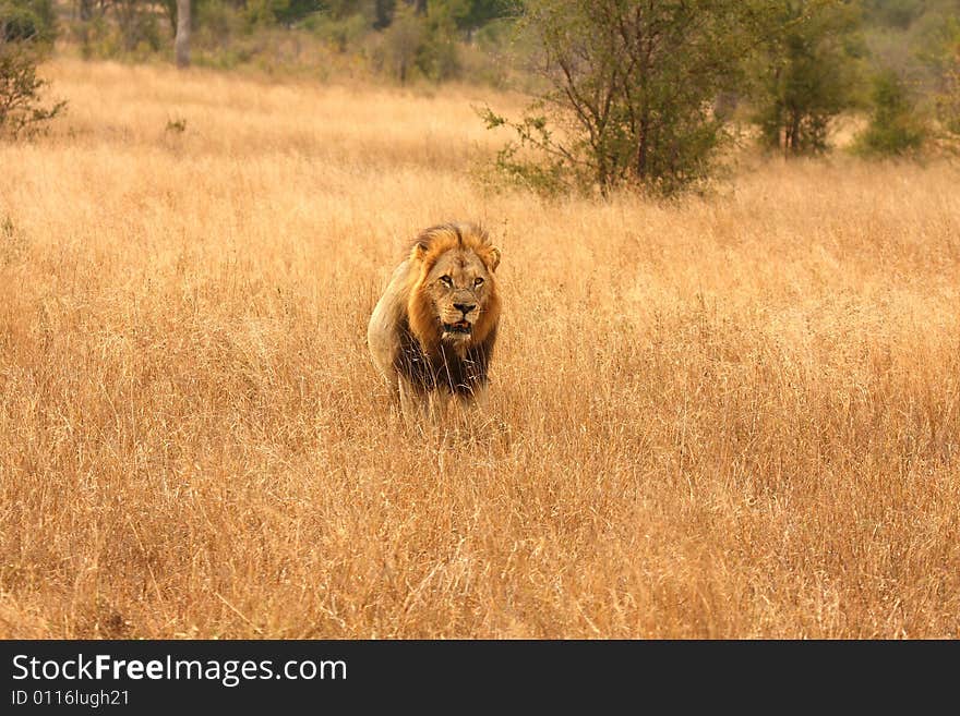 Lion in Sabi Sands Reserve, South Africa