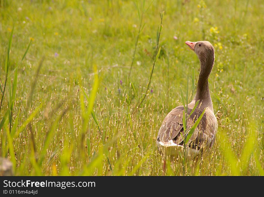 An alert greylag goose in a meadow. An alert greylag goose in a meadow