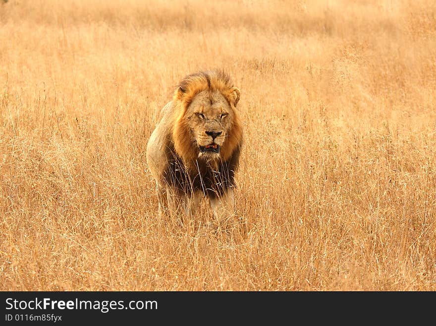 Lion in Sabi Sands