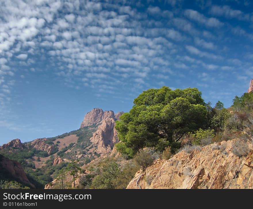 Tree and sky